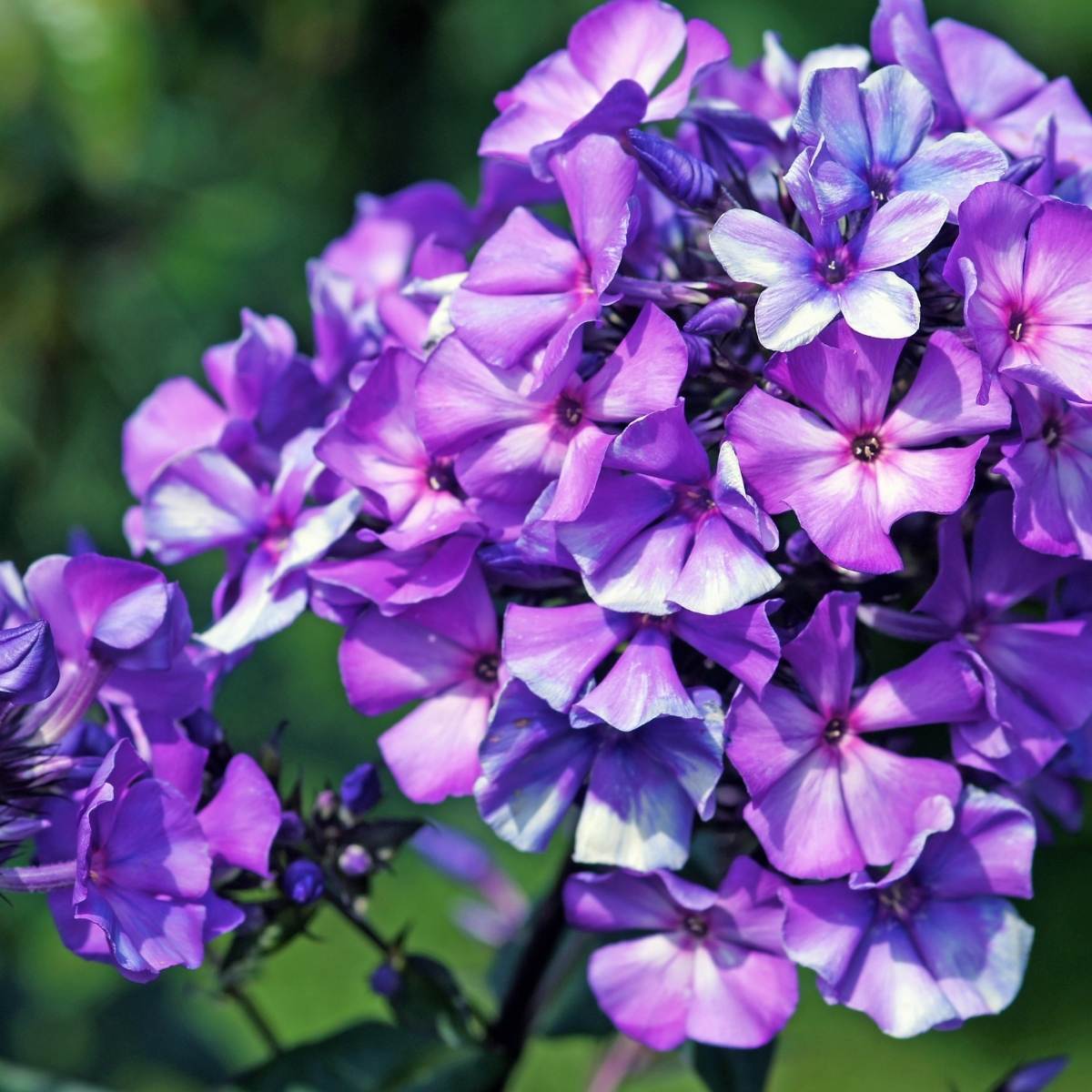 Phlox- Beauty Blue